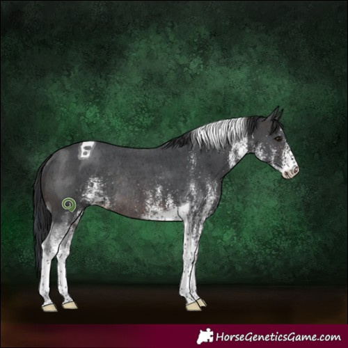 Horse Color:White Spotted Brown Tobiano Rabicano 