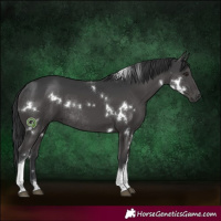 Horse Color:White Spotted Black Tobiano Rabicano