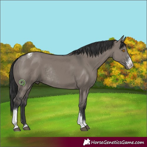 Horse Color:Platinum Grullo Sabino Tobiano Rabicano 