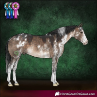 Horse Color:White Spotted Brown Dun Rabicano