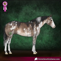 Horse Color:White Spotted Brown Dun Rabicano 