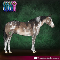 Horse Color:White Spotted Brown Dun Rabicano 