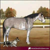 Horse Color:White Spotted Brown Dun Rabicano 