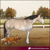 Horse Color:White Spotted Bay Dun Rabicano