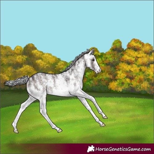 Horse Color:Platinum White Spotted Silver Brown Dun Rabicano Brindle