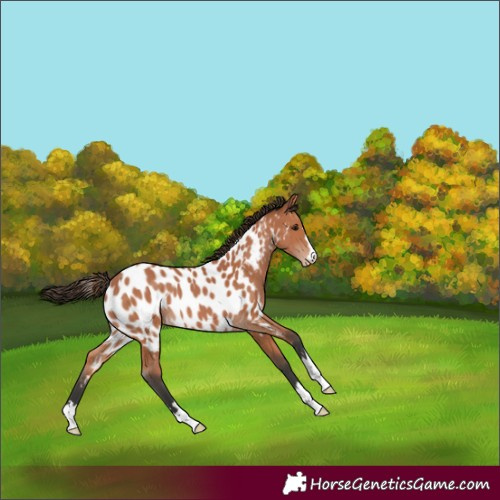 Horse Color:Bay Near Leopard