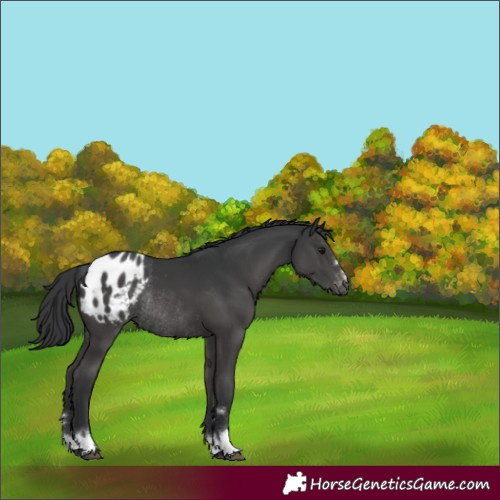 Horse Color:Black Appaloosa Rabicano 