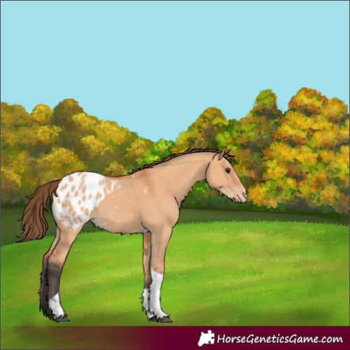 Horse Color:Bay Dun Tobiano Appaloosa 