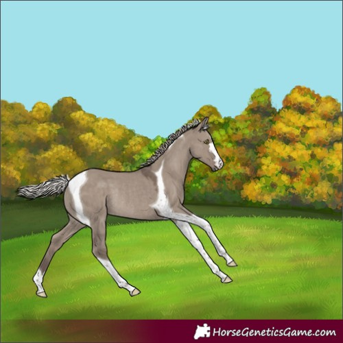 Horse Color:Silver Grullo Tobiano Rabicano