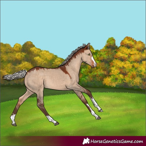 Horse Color:Silver Bay Dun Rabicano