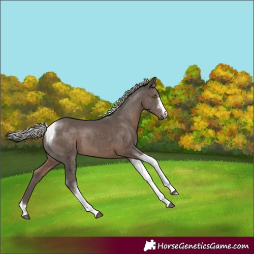 Horse Color:Silver Black Tobiano