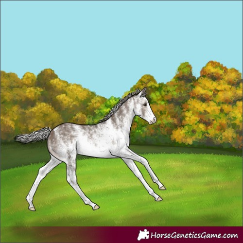 Horse Color:White Spotted Silver Brown Dun Rabicano 