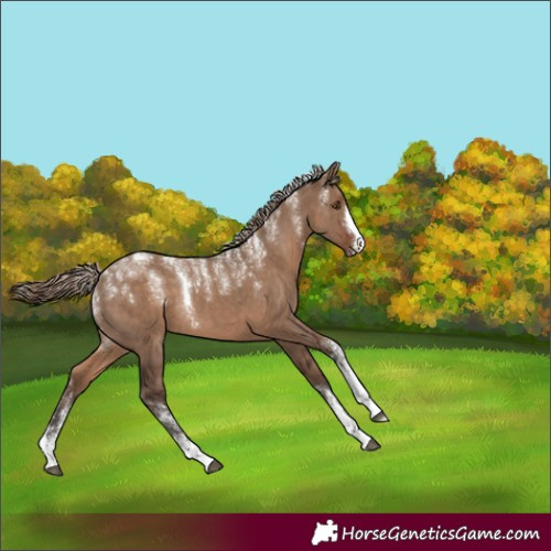Horse Color:Powder White Liver Red Dun 