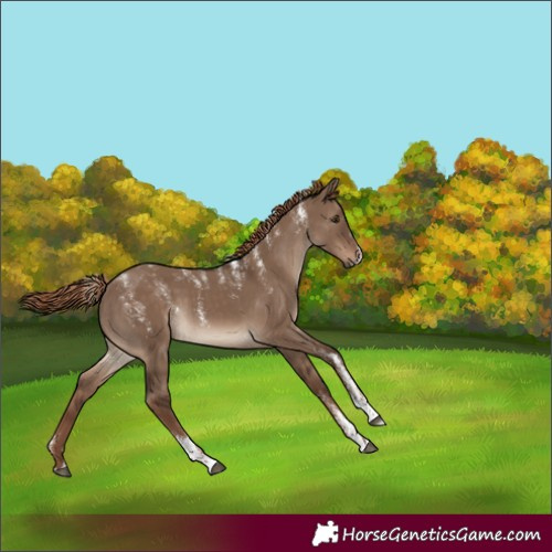 Horse Color:Powder White Liver Red Dun 