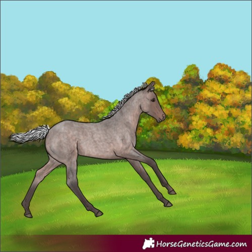 Horse Color:Platinum Silver Brown Roan Rabicano