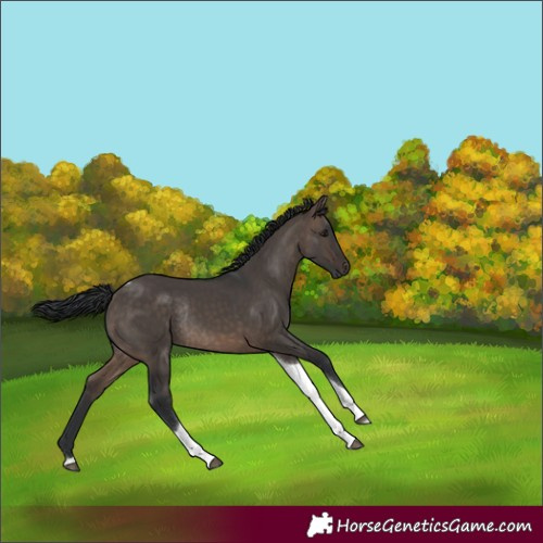 Horse Color:Brown Dun Tobiano Rabicano 
