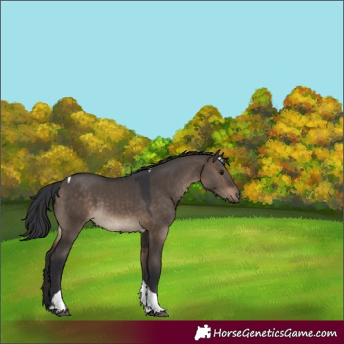 Horse Color:Brown Dun Tobiano Rabicano 
