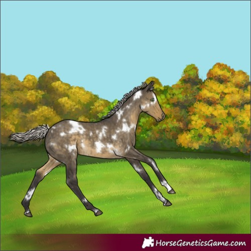 Horse Color:White Spotted Silver Smoky Grullo Brindle 