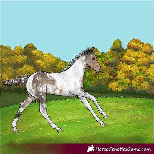 Horse Color:White Spotted Silver Smoky Grullo Tobiano Brindle 