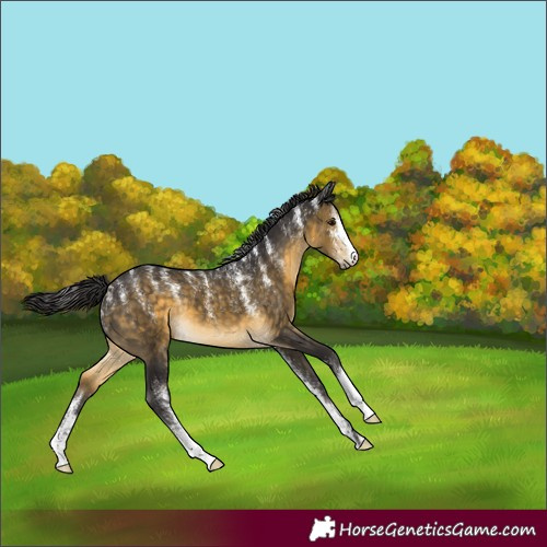 Horse Color:Powder White Buckskin 