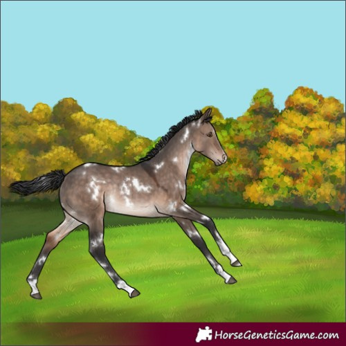 Horse Color:White Spotted Brown Dun Rabicano