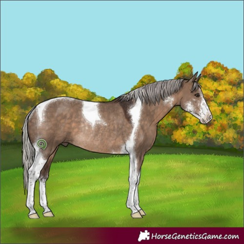 Horse Color:Silver Brown Dun Sabino Tobiano Rabicano 
