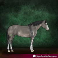 Horse Color:White Spotted Grullo Rabicano 