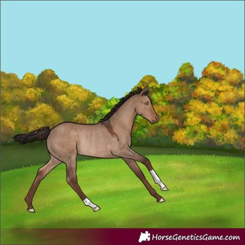 Horse Color:Liver Red Dun Rabicano 