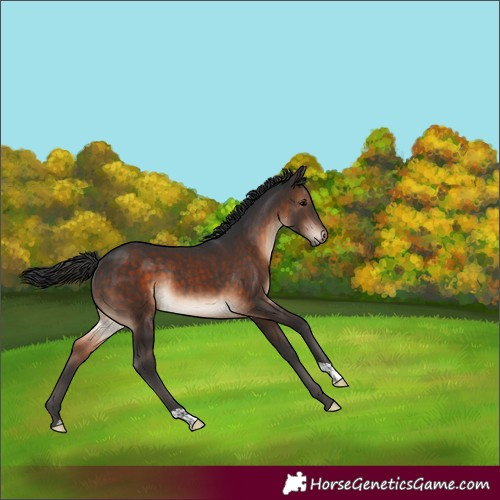 Horse Color:Brown Rabicano 