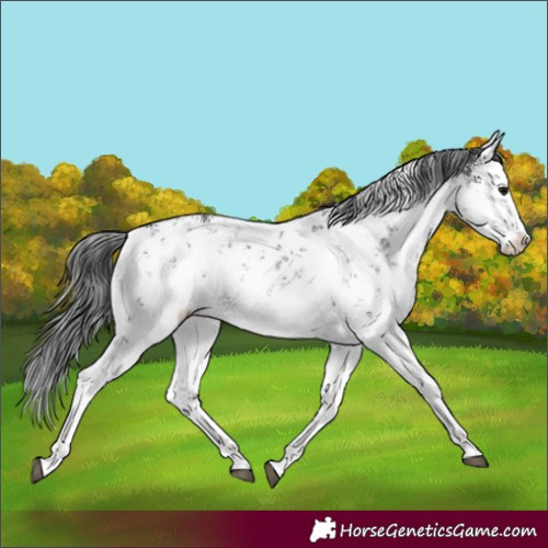 Horse Color:White Spotted Black Sabino Rabicano 