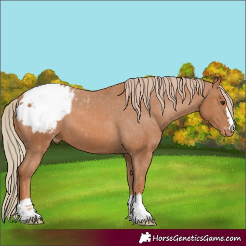 Horse Color:Chestnut Appaloosa 