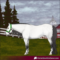 Horse Color:Platinum Buckskin Dun 
