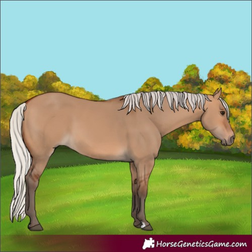 Horse Color:Silver Bay Dun 