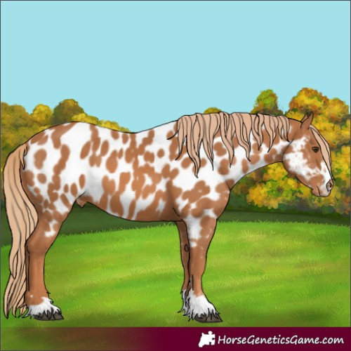 Horse Color:Chestnut Appaloosa