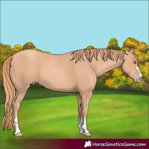 Horse Color:Gold Champagne 