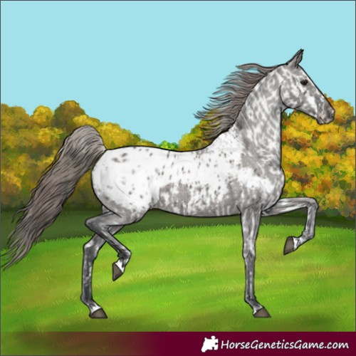 Horse Color:Smoky Blue Roan Appaloosa  and Grullo Appaloosa 