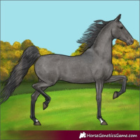 Horse Color:Black Appaloosa 