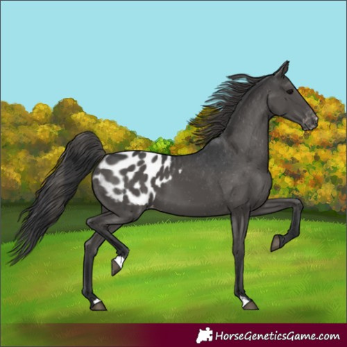 Horse Color:Black Appaloosa 