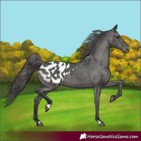 Horse Color:Black Appaloosa 