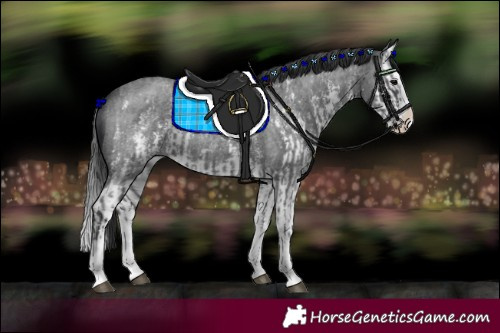 Horse Color:Blue Roan Sabino Splash  and Blue Roan Sabino Splash 