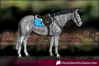 Horse Color:Blue Roan Sabino Splash  and Blue Roan Sabino Splash 