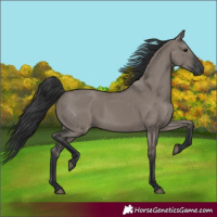 Horse Color:Grullo 