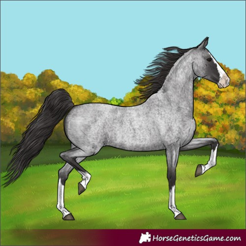 Horse Color:Smoky Blue Roan Splash 