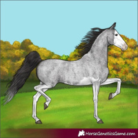 Horse Color:Smoky Blue Roan Splash 