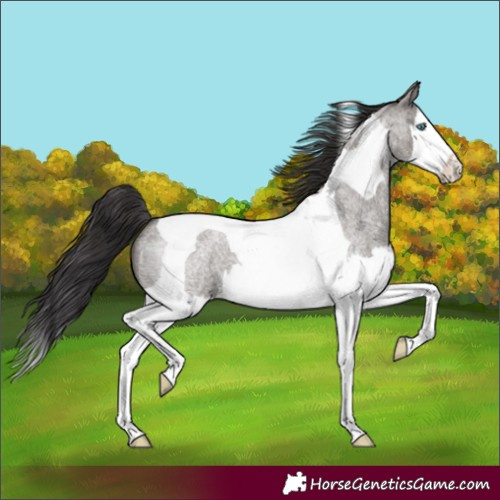 Horse Color:Smoky Grullo Roan Splash Tobiano 
