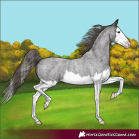 Horse Color:Smoky Blue Roan Splash Varnish