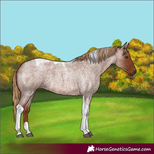 Horse Color:Red Roan Tobiano 