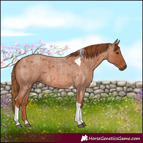Horse Color:Red Roan Tobiano 