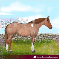 Horse Color:Red Roan Tobiano 