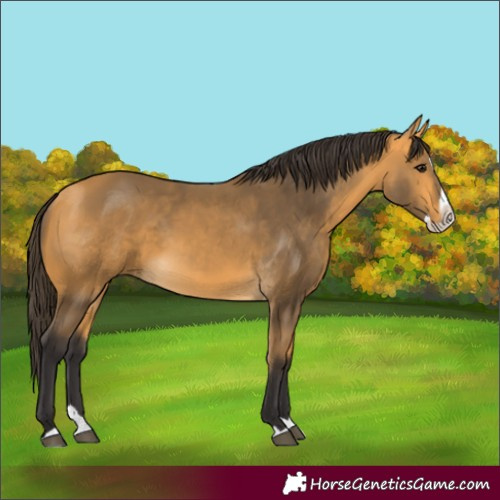 Horse Color:Buckskin Splash 